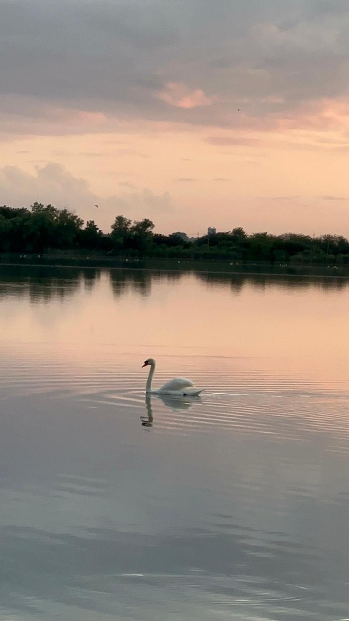 Vila Regina Palić Exteriör bild